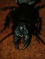 /album/coleoptera/stenodontes-sp-1-jpg/